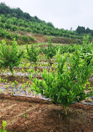 瀘州昊柏農(nóng)業(yè)種植